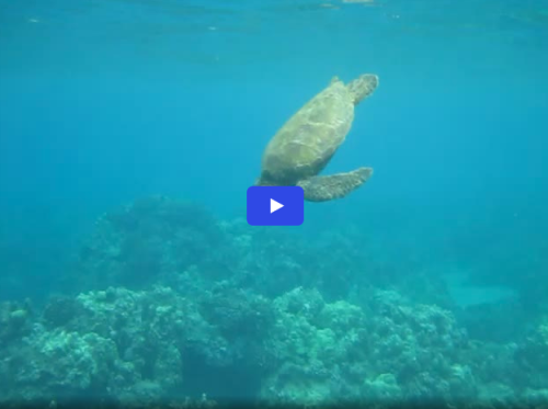 snorkeling with turtles video keawapaku beach maui